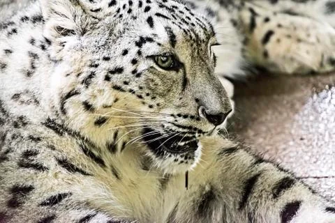 Snow leopard in captivity -  close up Stock Photos