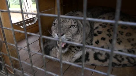 Snow leopard in captivity. Stock Footage 335241128
