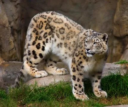 Snow leopard in captivity Stock Photos