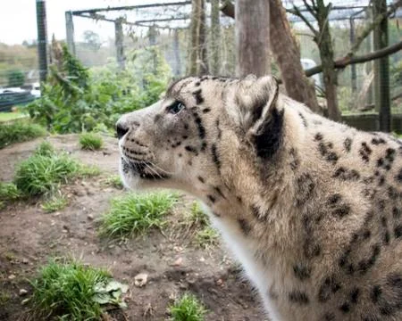 Snow leopard in captivity Stock Photos