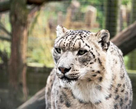 Snow leopard in captivity Stock Photos