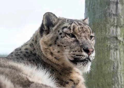 Snow leopard in captivity Stock Photos