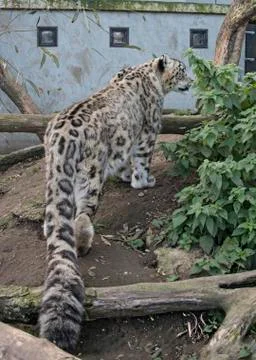 Snow leopard in captivity Stock Photos