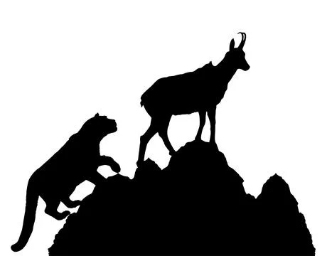 Snow leopard chasing chamois goat on cliff silhouette Stock Illustration