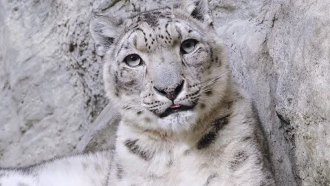 A snow leopard cleans its fur (Panthera uncia). Stock Footage 171907198