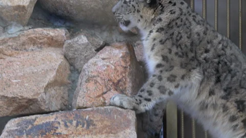 Snow leopard climbs boulder hill moving with elegant rhythm Stock Footage 321770685