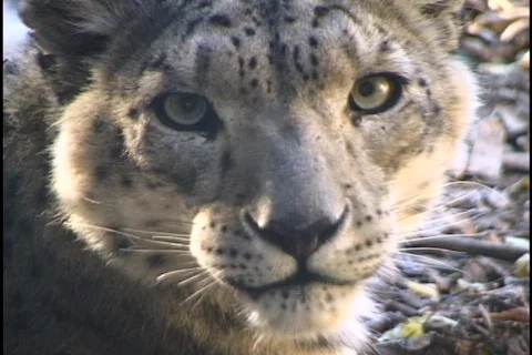 Snow Leopard Close Up Stock Footage 298368