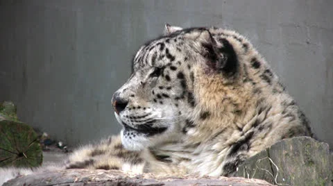 Snow leopard close up Stock Footage 22762028