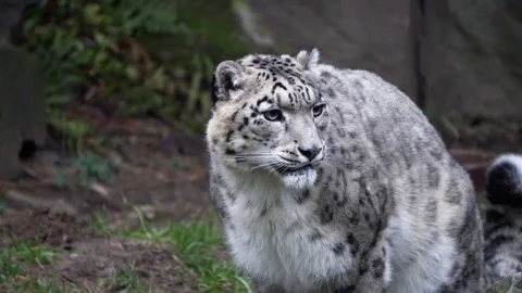 Snow Leopard Close Up Portrait Stock Footage 122325170