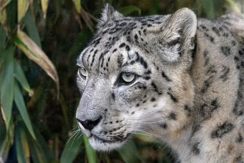 Snow leopard close up portrait looking at you Stock Photos