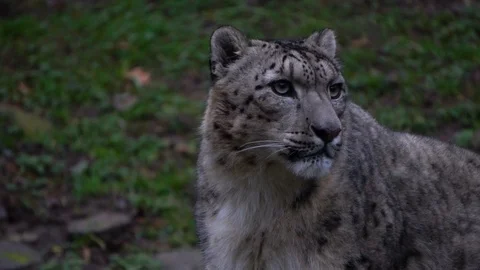 Snow leopard close up slow motion Stock Footage 122325269