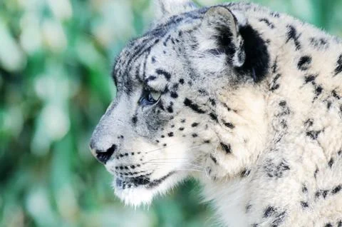 Snow leopard closeup Stock Photos