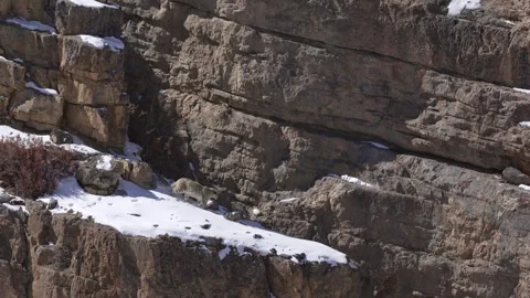 Snow leopard couple pair Panthera uncia in the rock habitat, wildlife nature. Sn 스톡 동영상 268805877