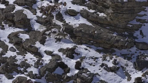 Snow leopard couple pair Panthera uncia in the rock habitat, wildlife nature. Sn Stock Footage 268806670