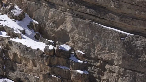 Snow leopard couple pair Panthera uncia in the rock habitat, wildlife nature. Sn Stock-Footage 268807602