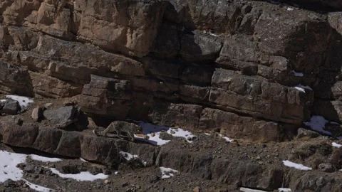 Snow leopard couple pair Panthera uncia in the rock habitat, wildlife nature. Sn Stock Footage 268807628