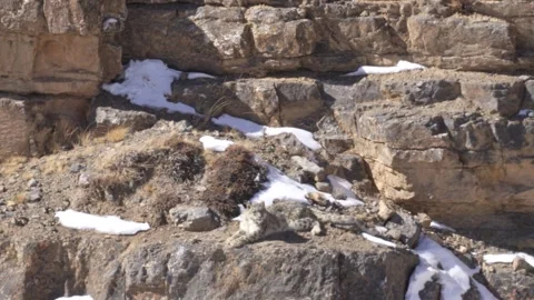 Snow leopard couple pair Panthera uncia in the rock habitat, wildlife nature. Sn Stock Footage 268809590