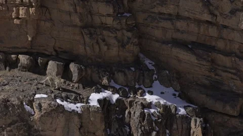 Snow leopard couple pair Panthera uncia in the rock habitat, wildlife nature. Sn Stock Footage 268810920