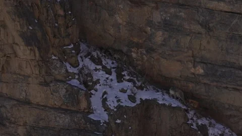 Snow leopard couple pair Panthera uncia in the rock habitat, wildlife nature. Sn Stock Footage 268810939