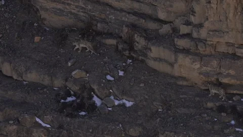 Snow leopard couple pair Panthera uncia in the rock habitat, wildlife nature. Sn Stock Footage 268811550