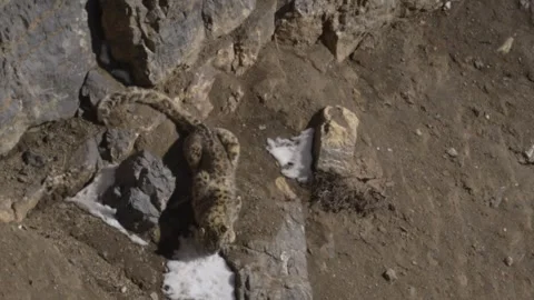 Snow leopard couple pair Panthera uncia in the rock habitat, wildlife nature. Sn Stock Footage 268814831