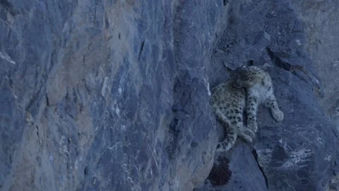 Snow leopard couple pair Panthera uncia in the rock habitat, wildlife nature. Sn Stock Footage 268816592