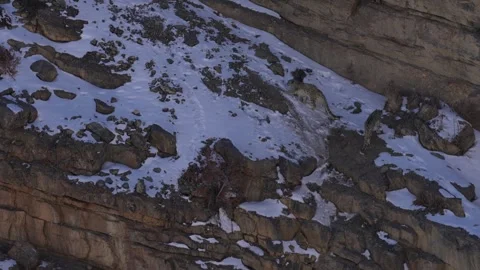 Snow leopard couple pair Panthera uncia in the rock habitat, wildlife nature. Sn Stock Footage 268824278