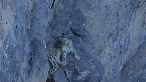 Snow leopard couple pair Panthera uncia in the rock habitat, wildlife nature. Sn Stock Footage 268831272