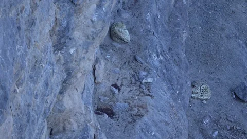 Snow leopard couple pair Panthera uncia in the rock habitat, wildlife nature. Sn Stock Footage 268833955