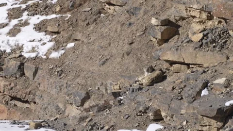 Snow leopard couple pair Panthera uncia in the rock habitat, wildlife nature. Sn Stock Footage 268833965