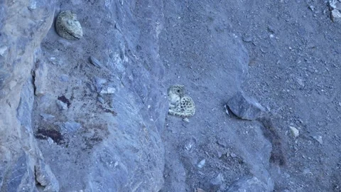 Snow leopard couple pair Panthera uncia in the rock habitat, wildlife nature. Sn Stock Footage 268834001