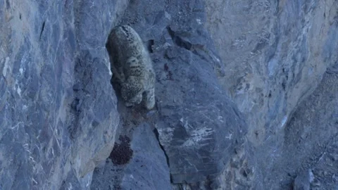 Snow leopard couple pair Panthera uncia in the rock habitat, wildlife nature. Sn Stock Footage 268834137