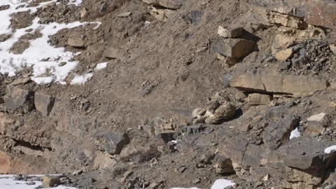Snow leopard couple pair Panthera uncia in the rock habitat, wildlife nature. Sn Stock Footage 268839950