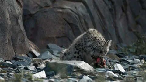 Snow Leopard Cub Eating, Endangered Big Cat Baby Stock Footage 318228565