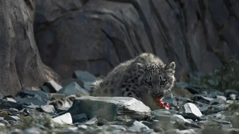Snow Leopard Cub Eating, Endangered Big Cat Baby Stock Footage 318228569