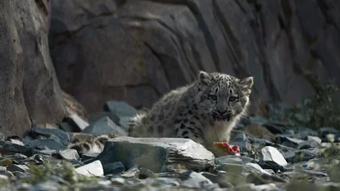 Snow Leopard Cub Eating, Endangered Big Cat Baby Stock Footage 318228832