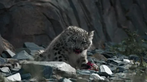 Snow Leopard Cub Eating, Endangered Big Cat Baby Stock Footage 318228879