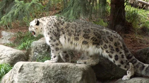 Snow leopard with cub Stock Footage 522640