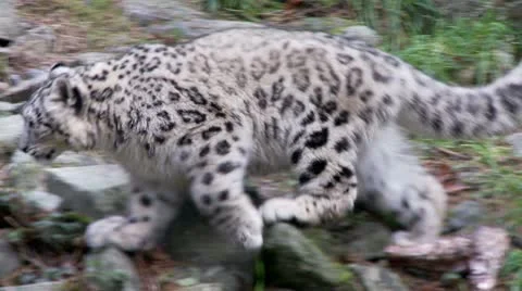 Snow leopard cub Stock Footage 20494517