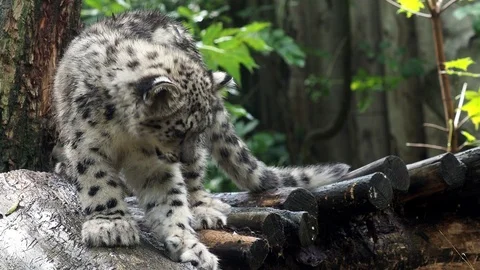Snow leopard cub (Panthera uncia). Young snow leopard playing. Stock Footage 95952080