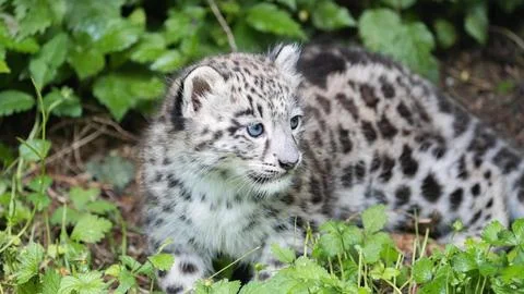 Snow Leopard Cub Stock Photos