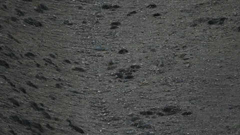 Snow Leopard cub playing Video stock 324960544