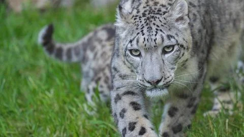 Snow Leopard Cub Walking Stock Photos