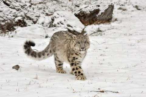 Snow Leopard Cub Walking through the Snow Stock Photos