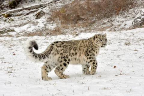 Snow Leopard Cub Walking through the Snow Stock Photos