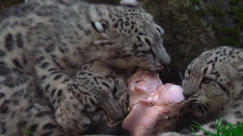 Snow Leopard Cubs Stock Footage 287384281