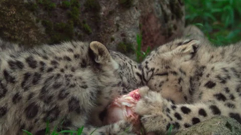 Snow Leopard Cubs Stock Footage 287384293