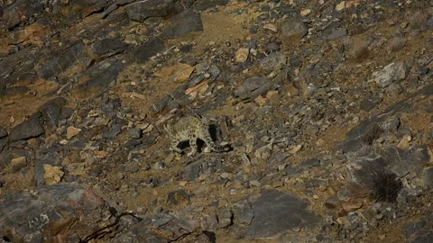 Snow Leopard Cubs Video stock 324960567