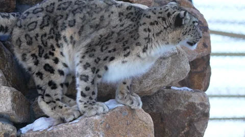 Snow leopard descends mound of massive snowy boulders Stockbeeldmateriaal 321770613