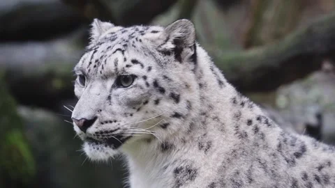 Snow leopard displaying spotted fur and intense gaze Video stock 343232987